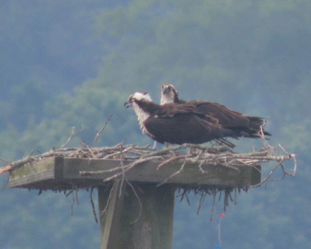 Balbuzard pêcheur - ML637228487
