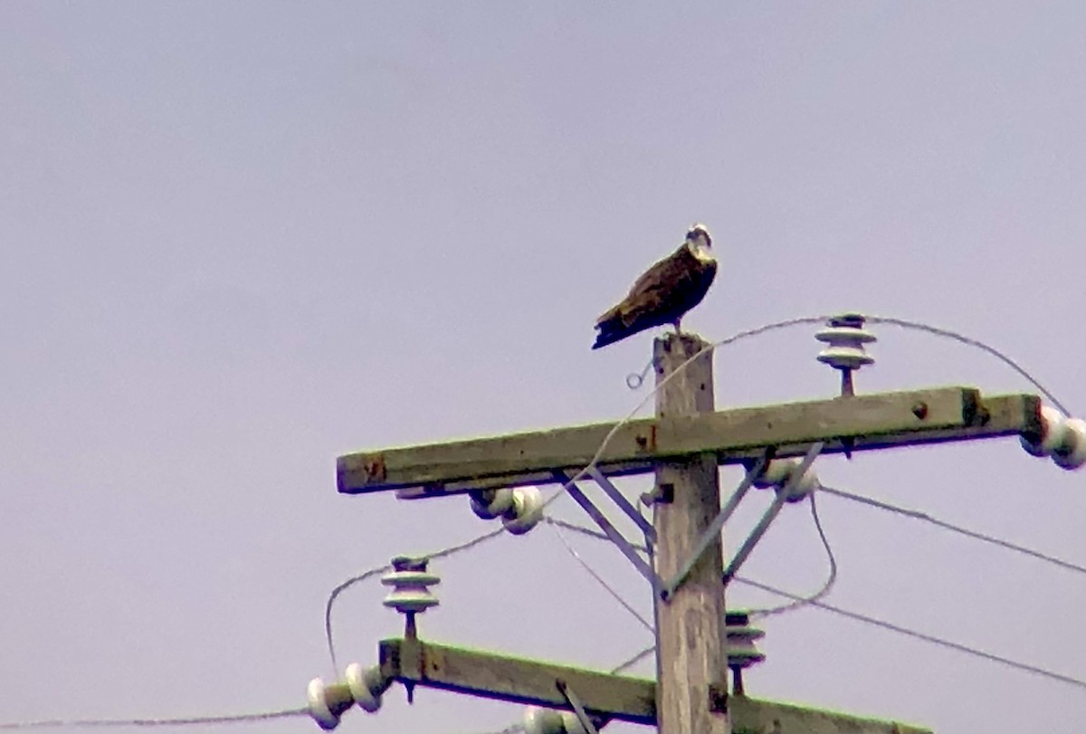 Osprey - ML637228529