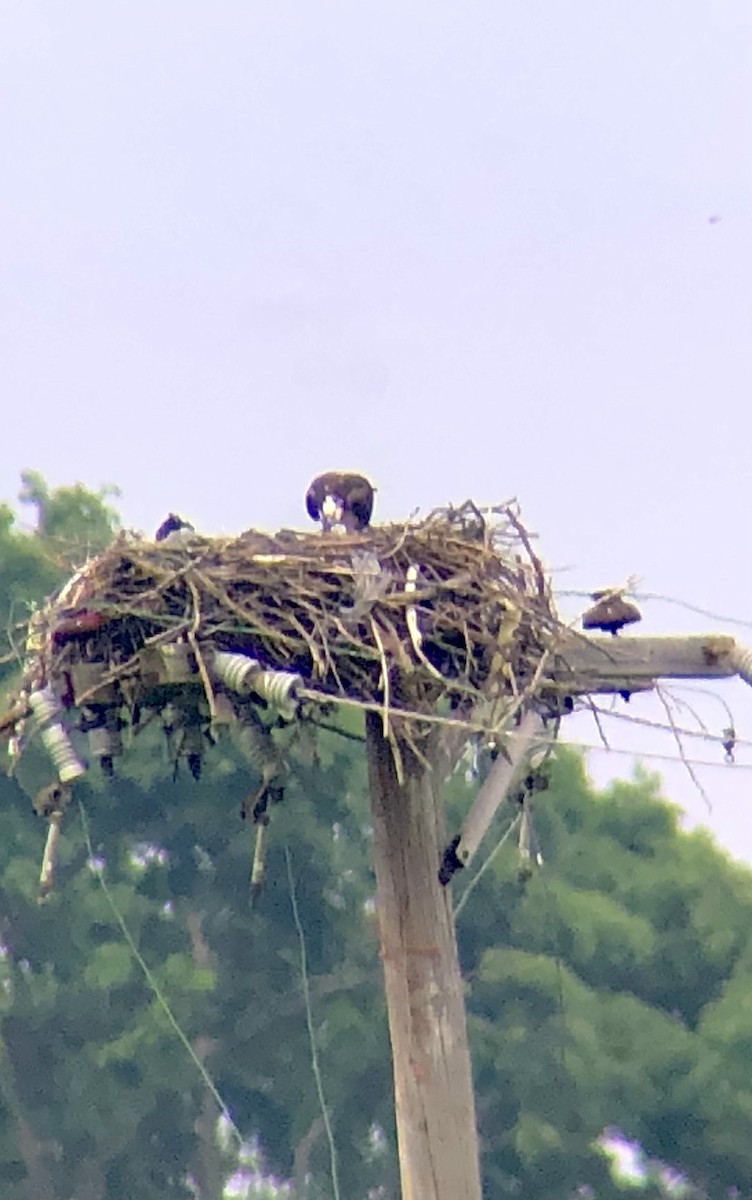 Osprey - ML637228530