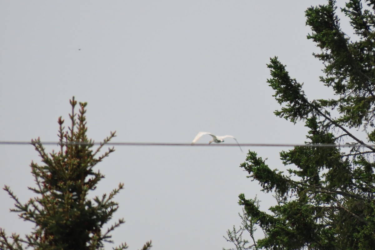 Trumpeter Swan - ML637228543