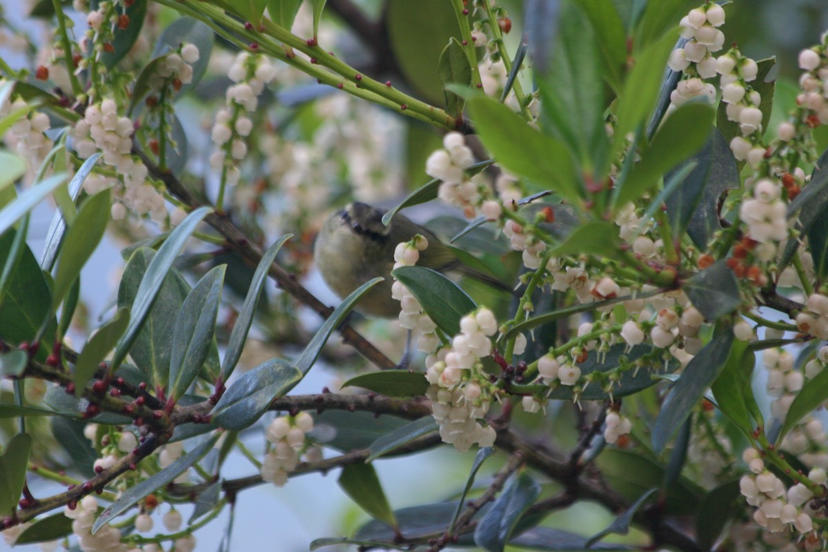 Mountain Leaf Warbler - ML637228671