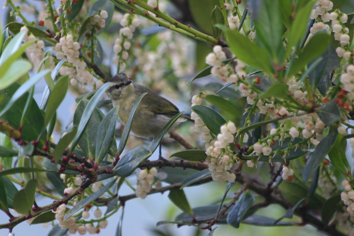 Mountain Leaf Warbler - ML637228672