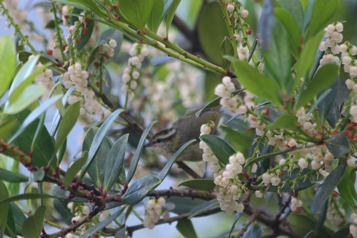 Mountain Leaf Warbler - ML637228673