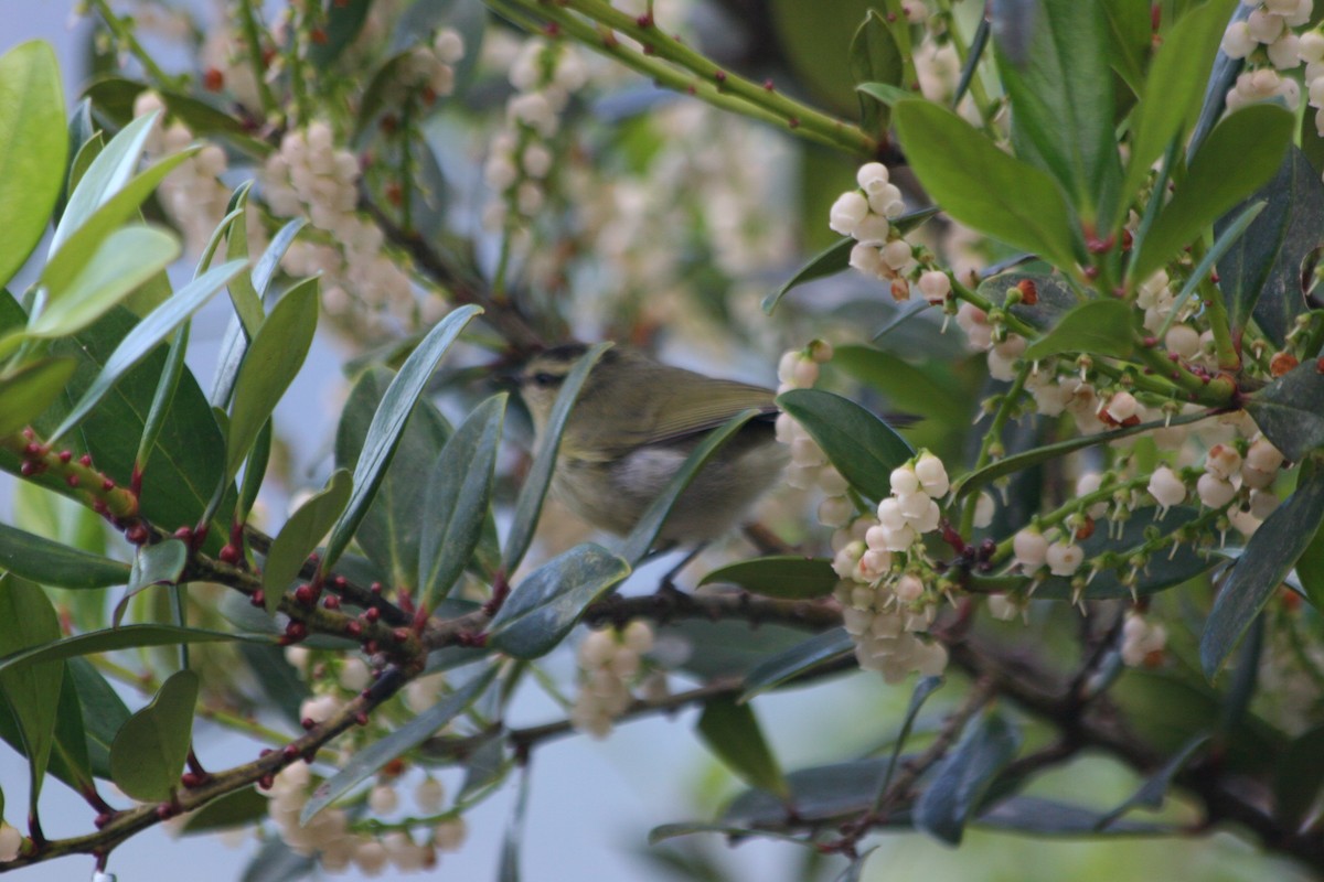 Mountain Leaf Warbler - ML637228674