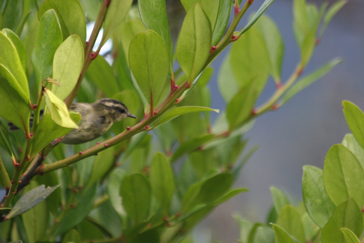Mountain Leaf Warbler - ML637228677