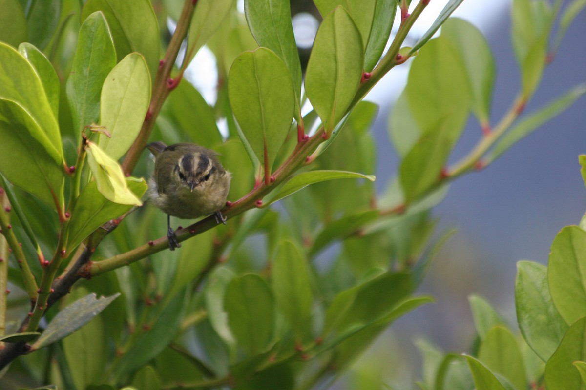 Mountain Leaf Warbler - ML637228678