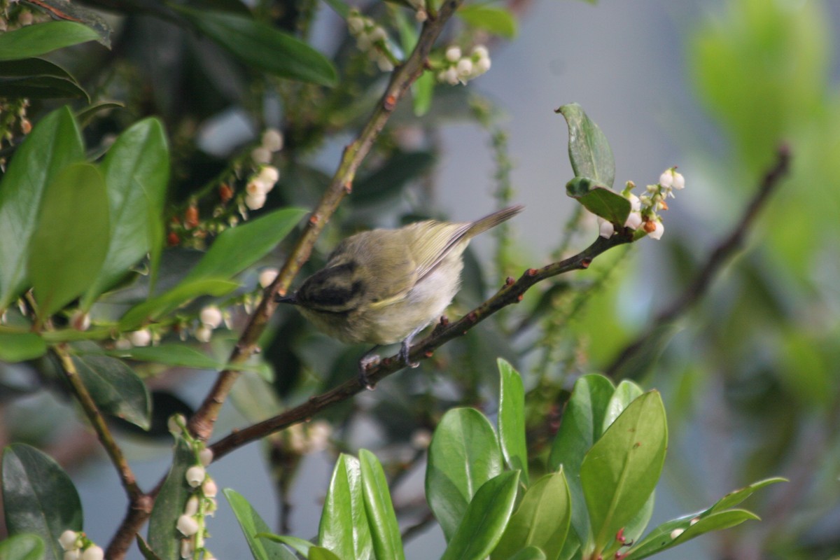 Mountain Leaf Warbler - ML637228679