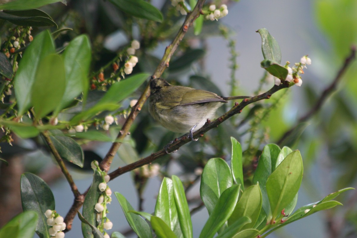 Mountain Leaf Warbler - ML637228680