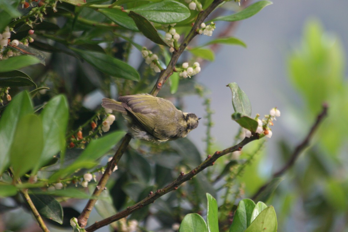 Mountain Leaf Warbler - ML637228681