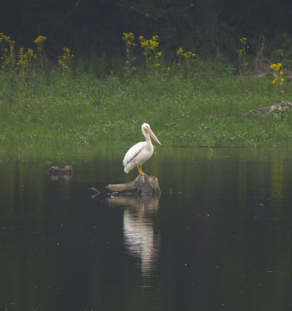 American White Pelican - ML637228693