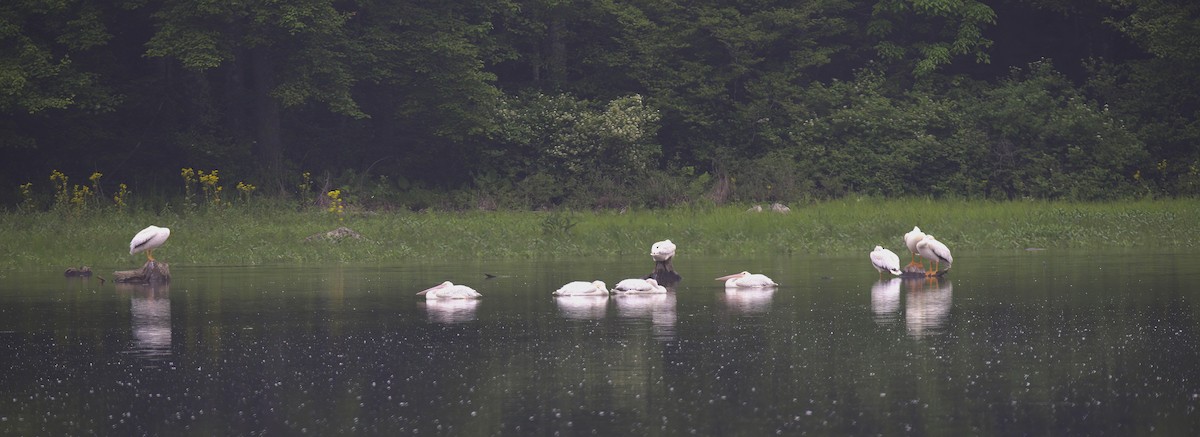 American White Pelican - ML637228694