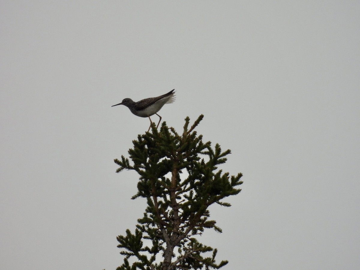 Lesser Yellowlegs - ML637228735
