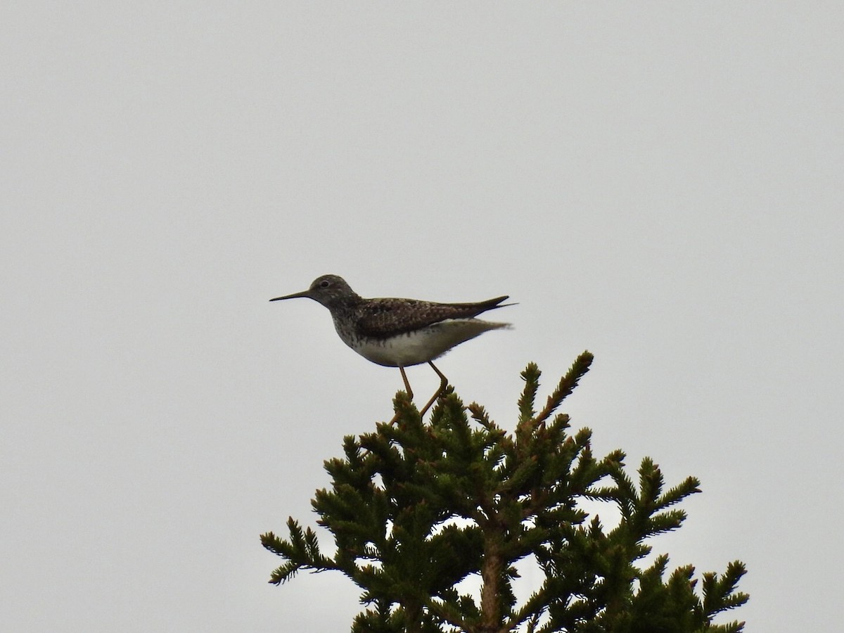 Lesser Yellowlegs - ML637228736