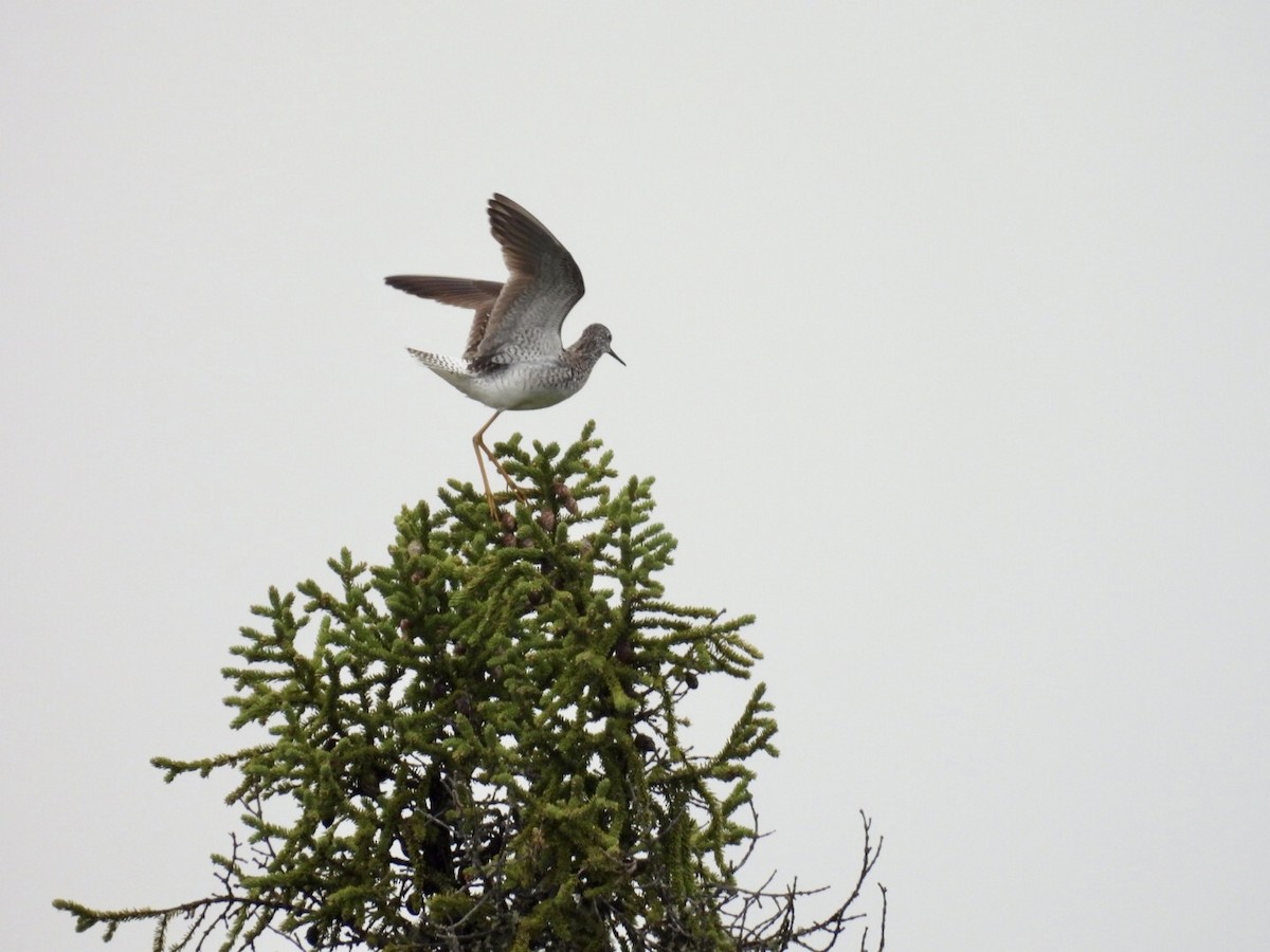 Lesser Yellowlegs - ML637228737