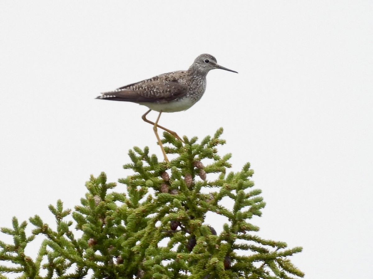 Lesser Yellowlegs - ML637228739