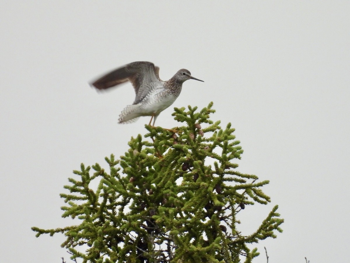 Lesser Yellowlegs - ML637228740