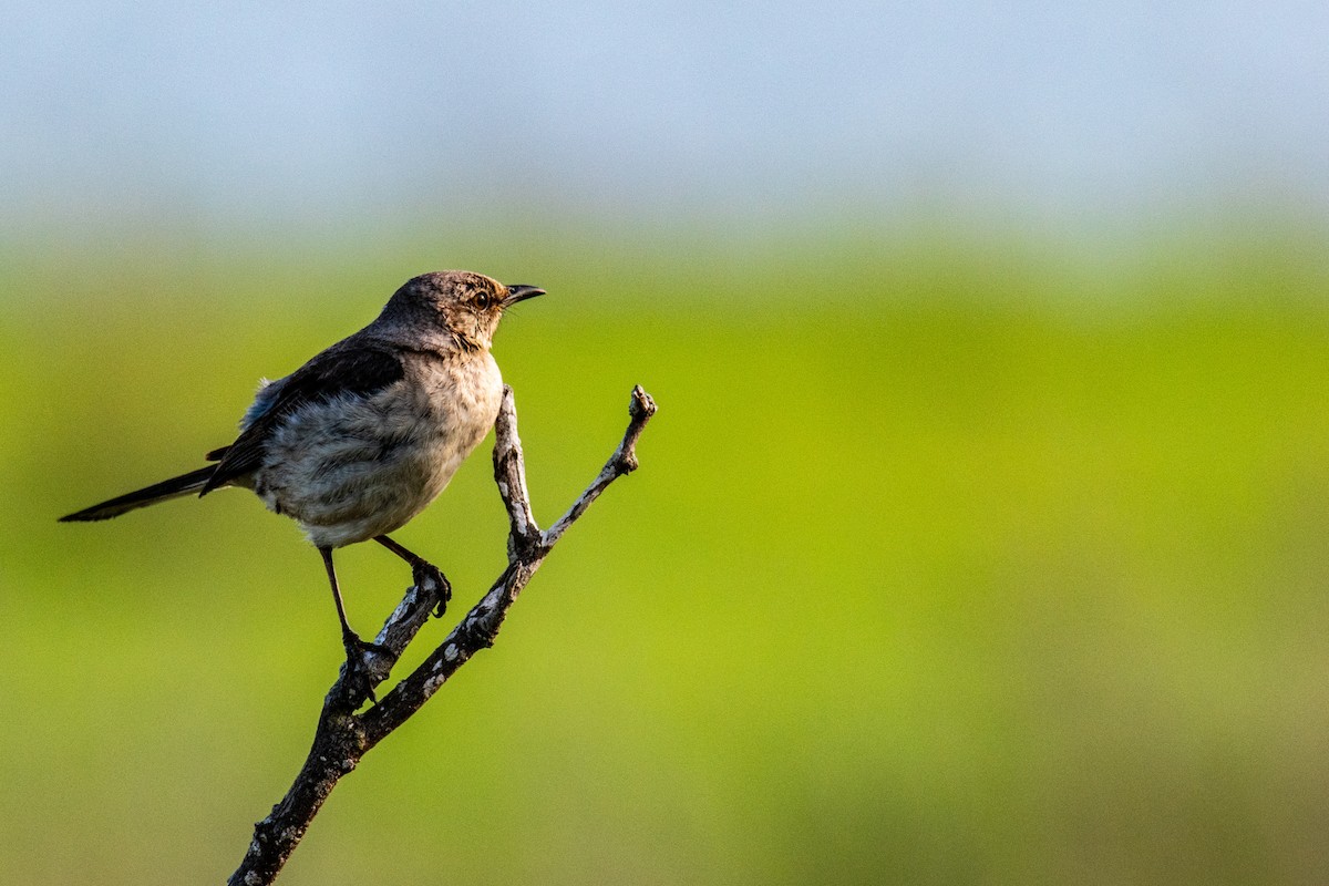 Northern Mockingbird - ML637228752