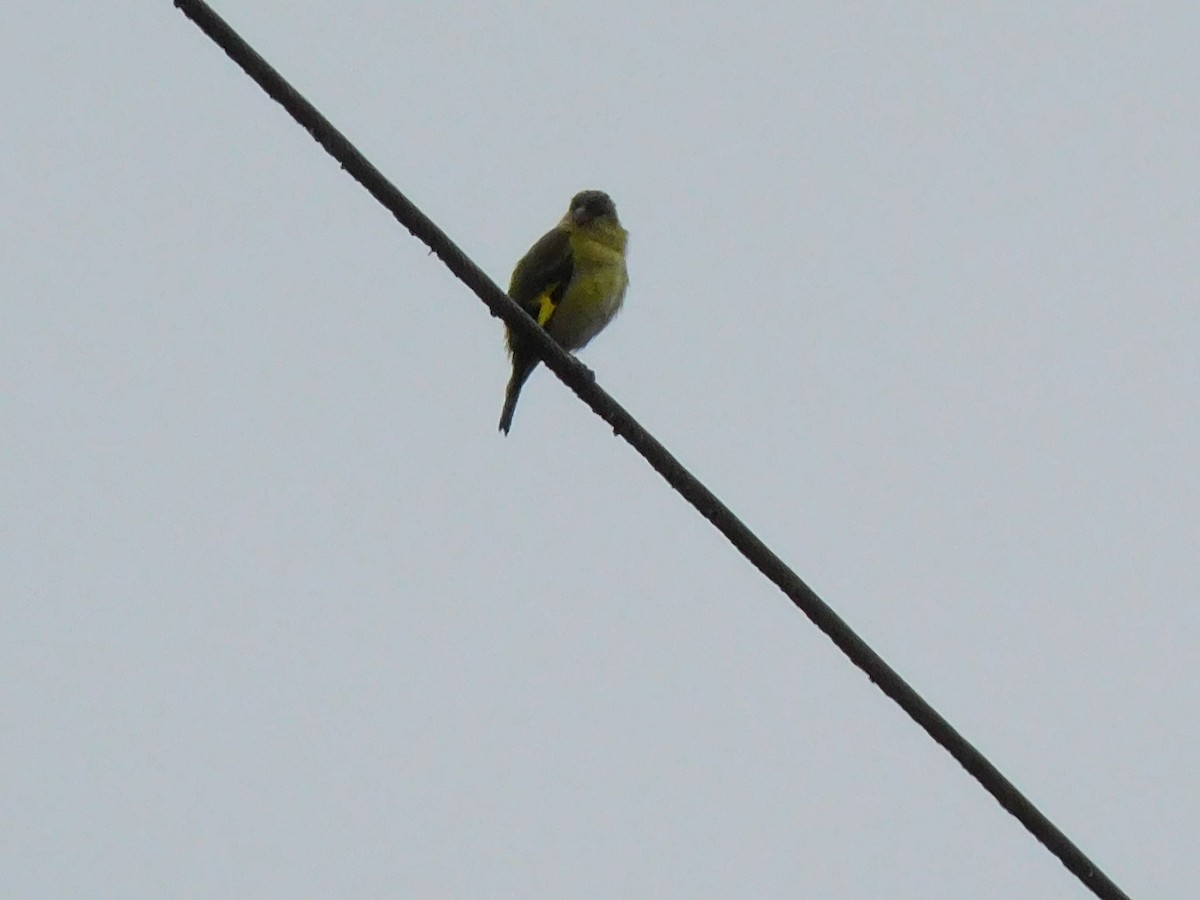 Andean Siskin - ML637228789