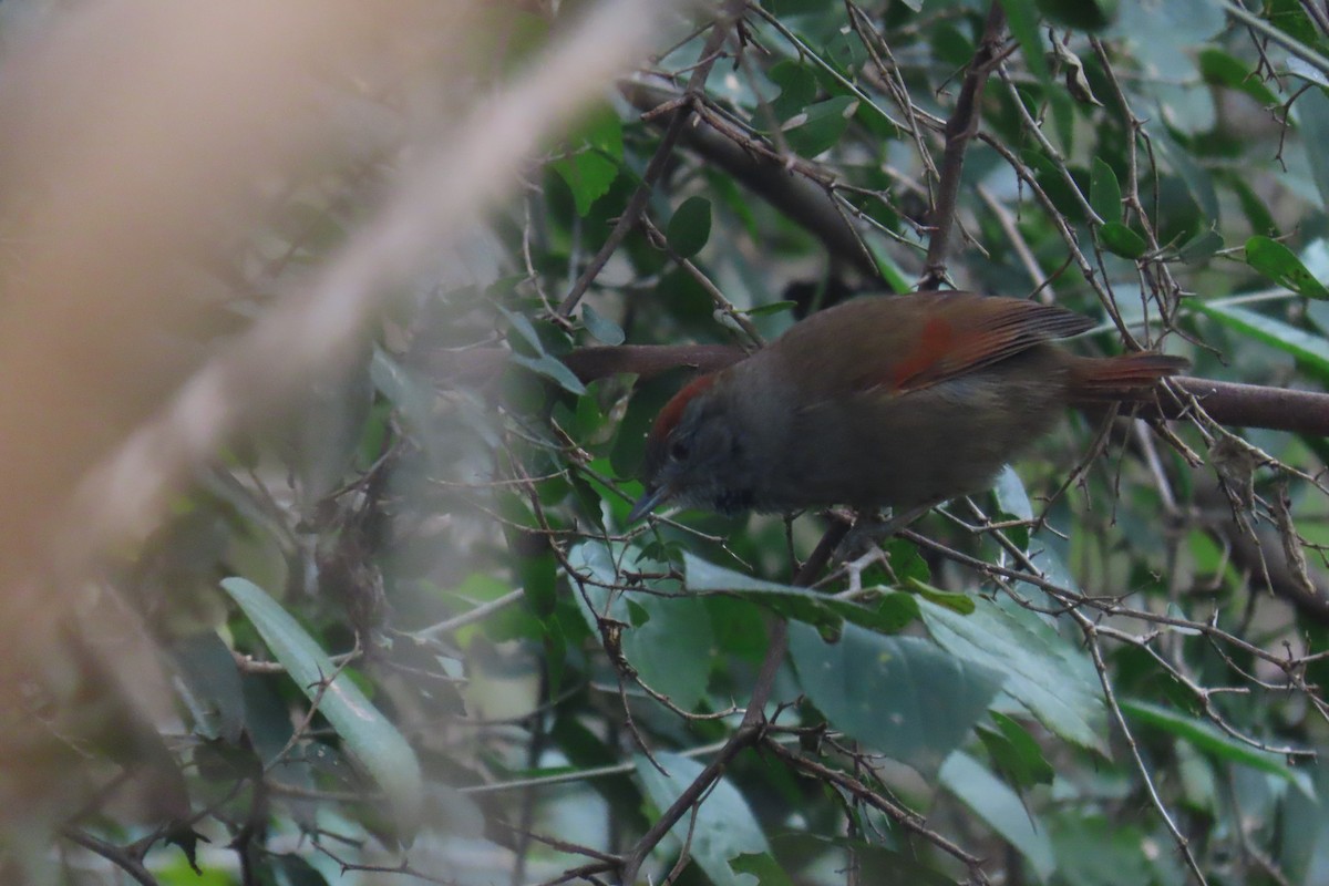 Sooty-fronted Spinetail - ML637228805