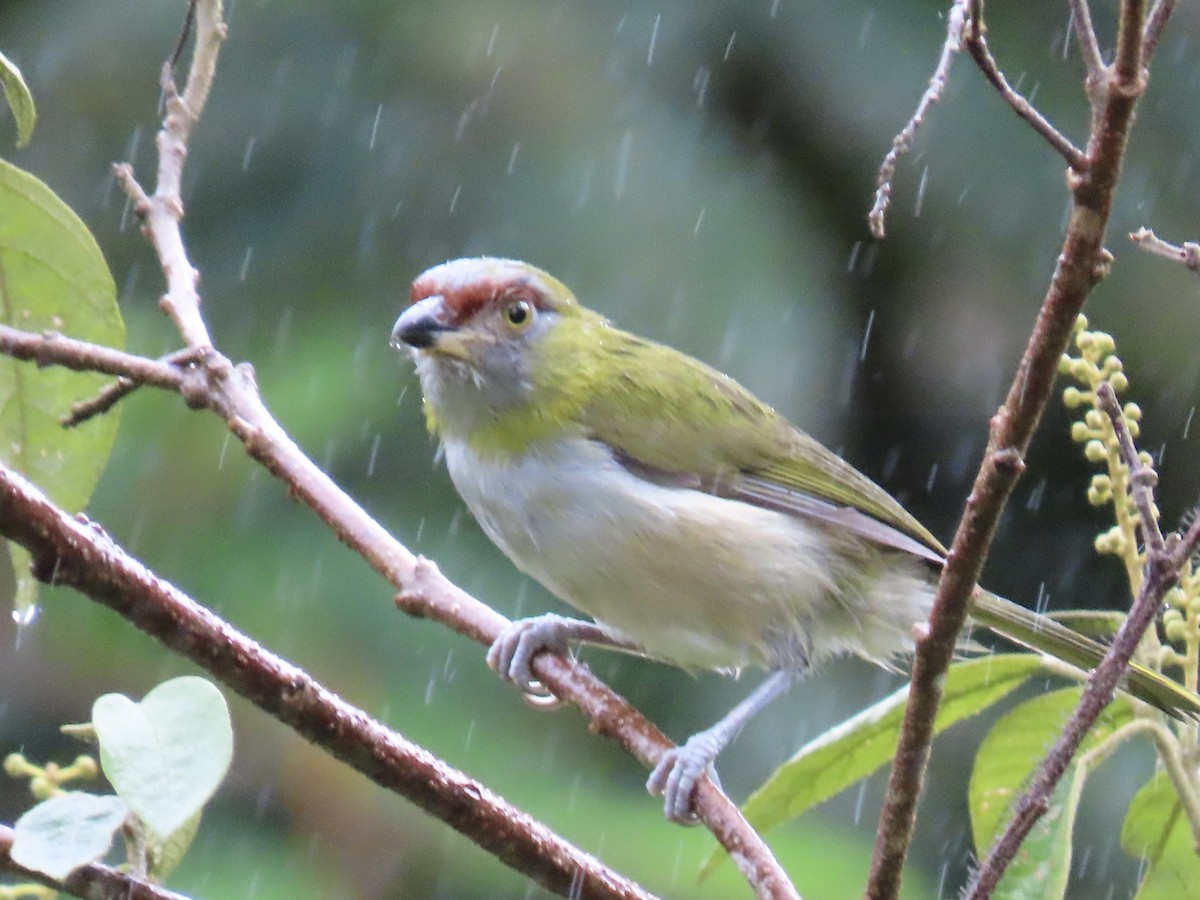 Black-billed Peppershrike - ML637228813