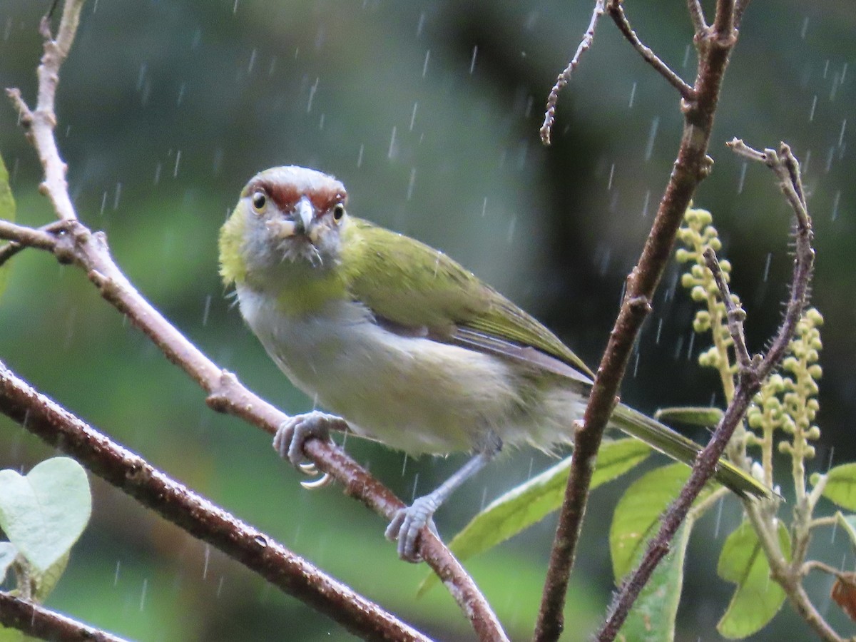 Black-billed Peppershrike - ML637228814