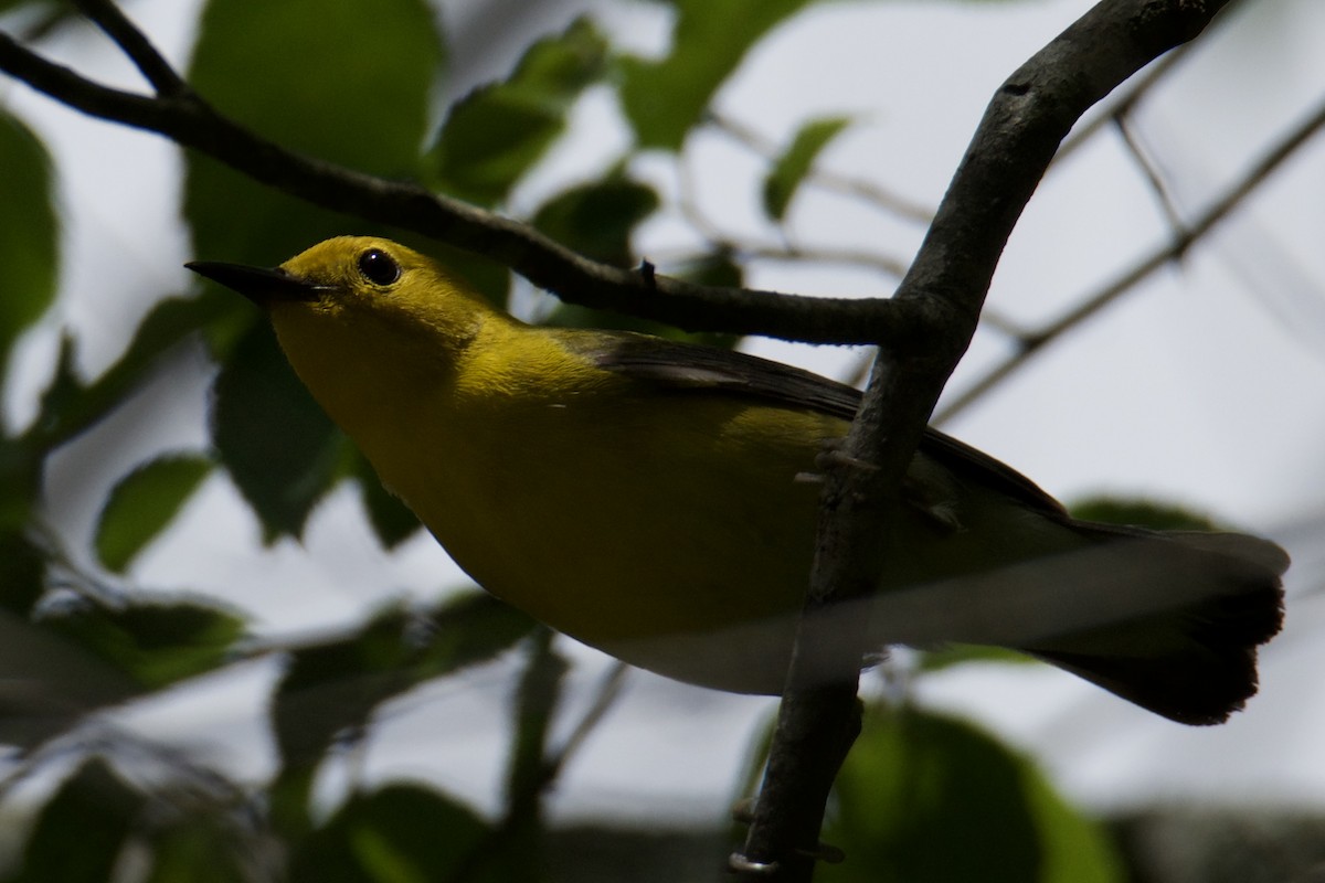 Prothonotary Warbler - ML637228856