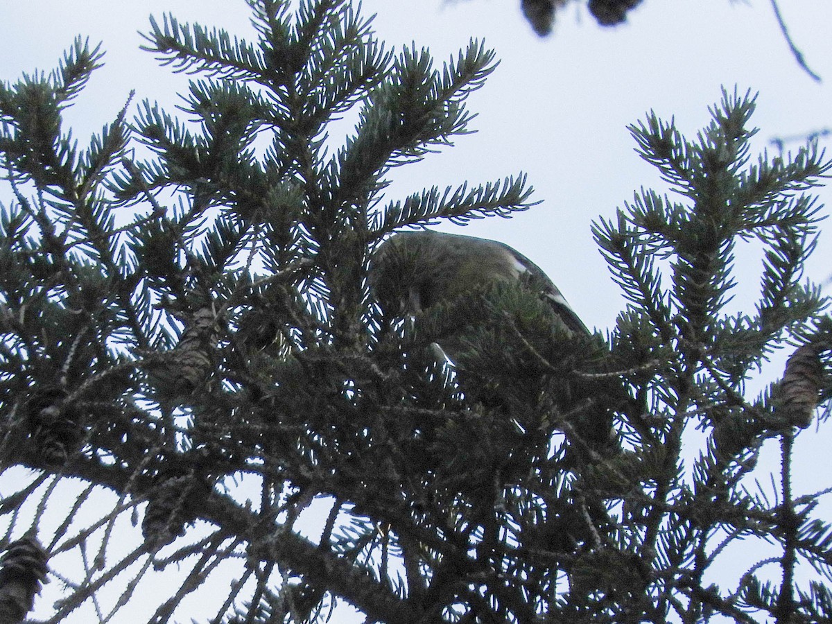 White-winged Crossbill - ML637228895