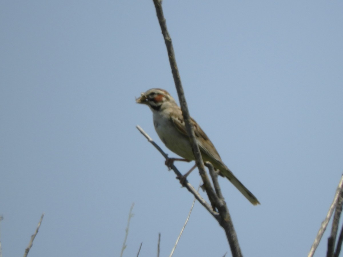Lark Sparrow - ML637228951