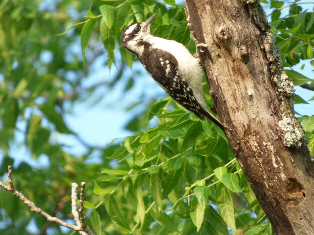 Hairy Woodpecker - ML637229055