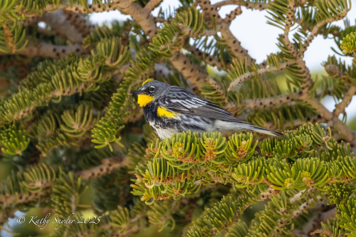 Yellow-rumped Warbler - ML637229059