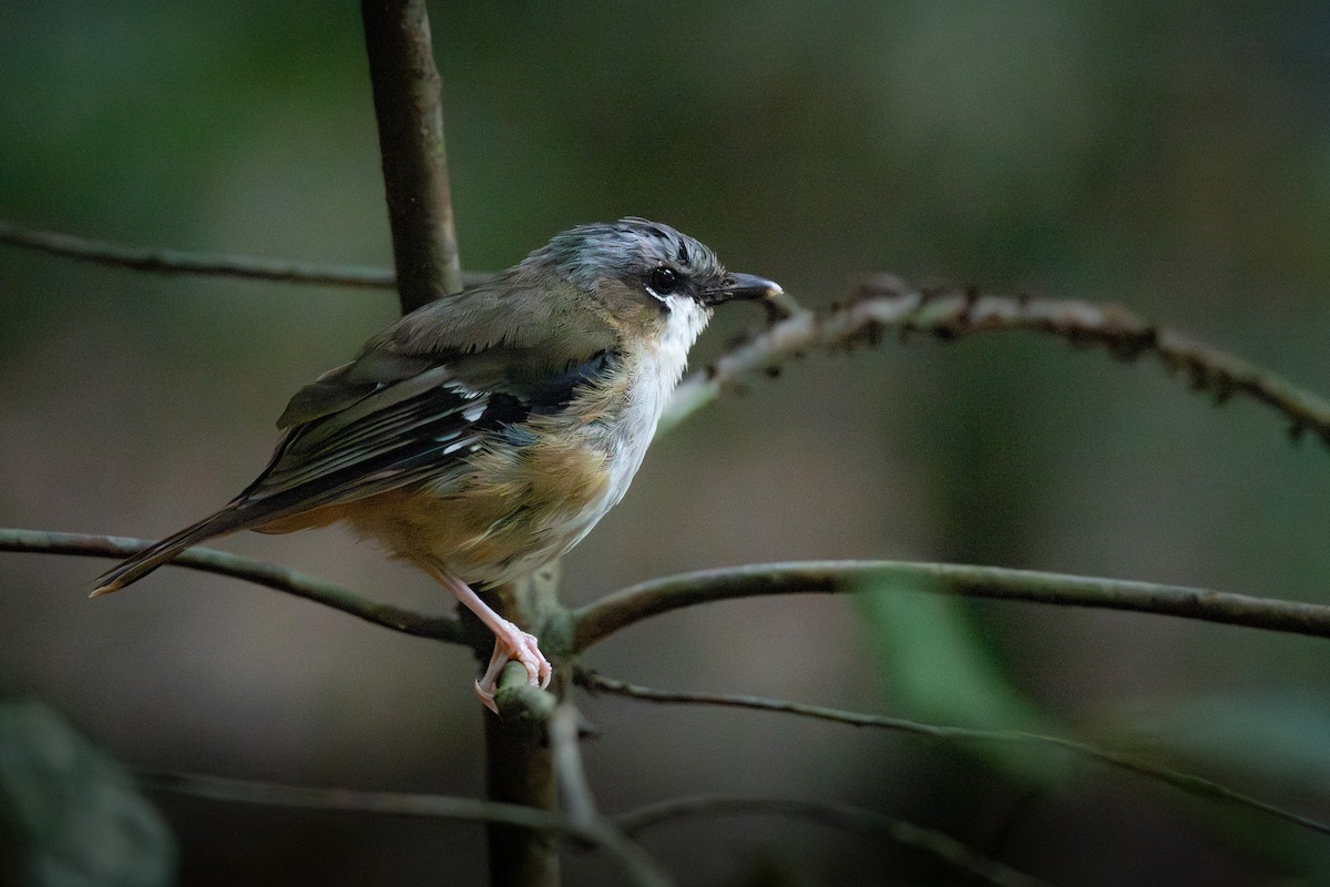 Gray-headed Robin - ML637229066