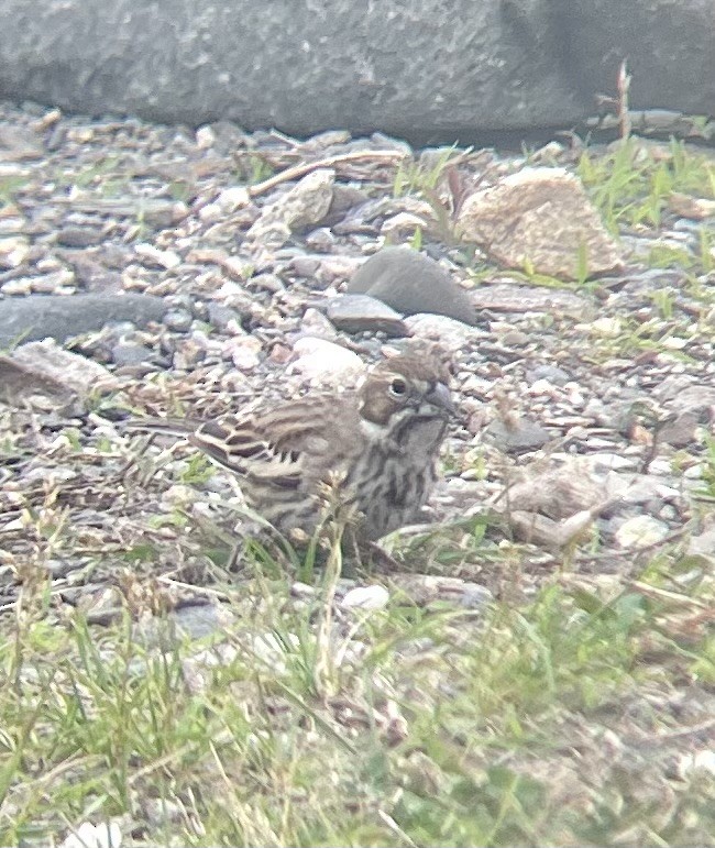 Lark Bunting - ML637229111