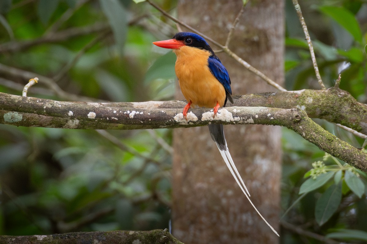 Buff-breasted Paradise-Kingfisher - ML637229119
