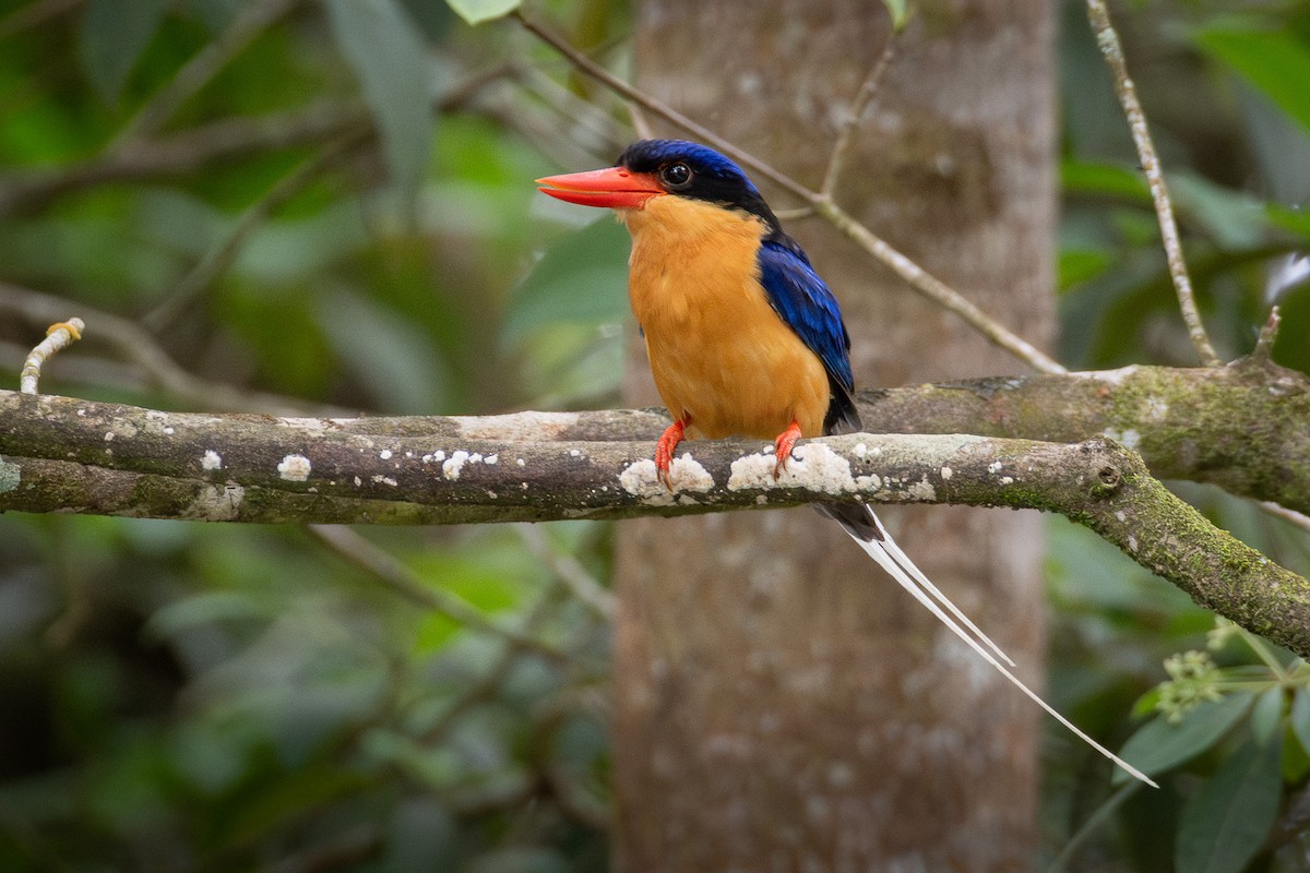 Buff-breasted Paradise-Kingfisher - ML637229120