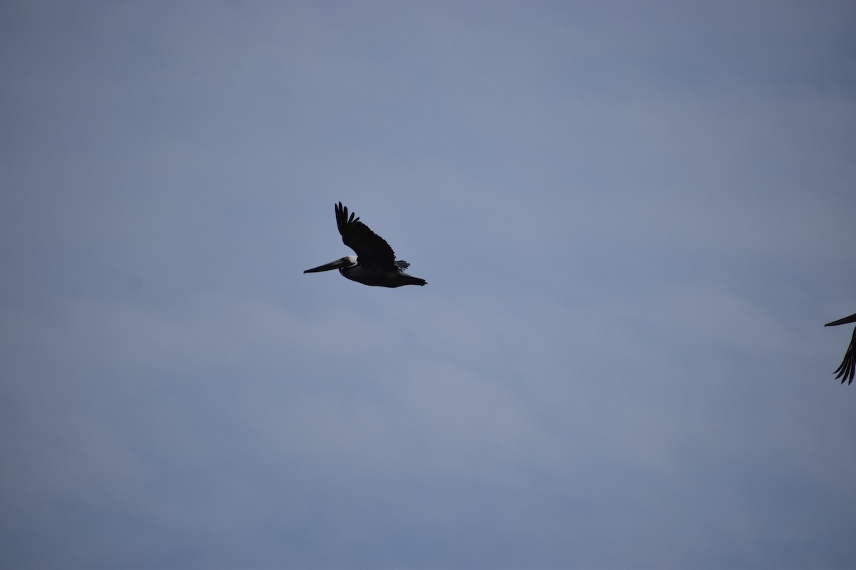 Brown Pelican - ML637229144