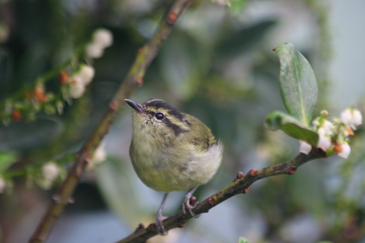 Mountain Leaf Warbler - ML637229169