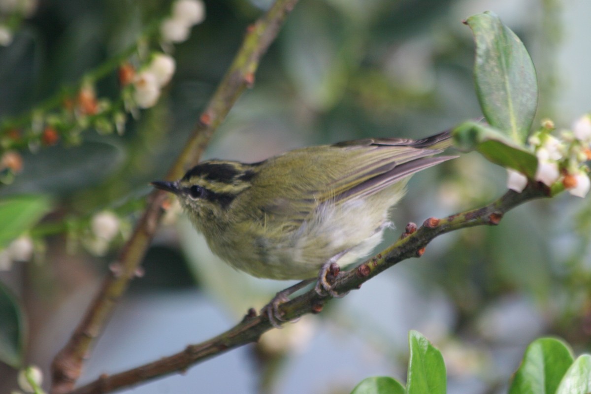 Mountain Leaf Warbler - ML637229170