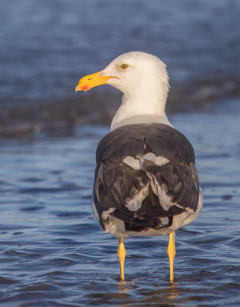 Yellow-footed Gull - ML637229223