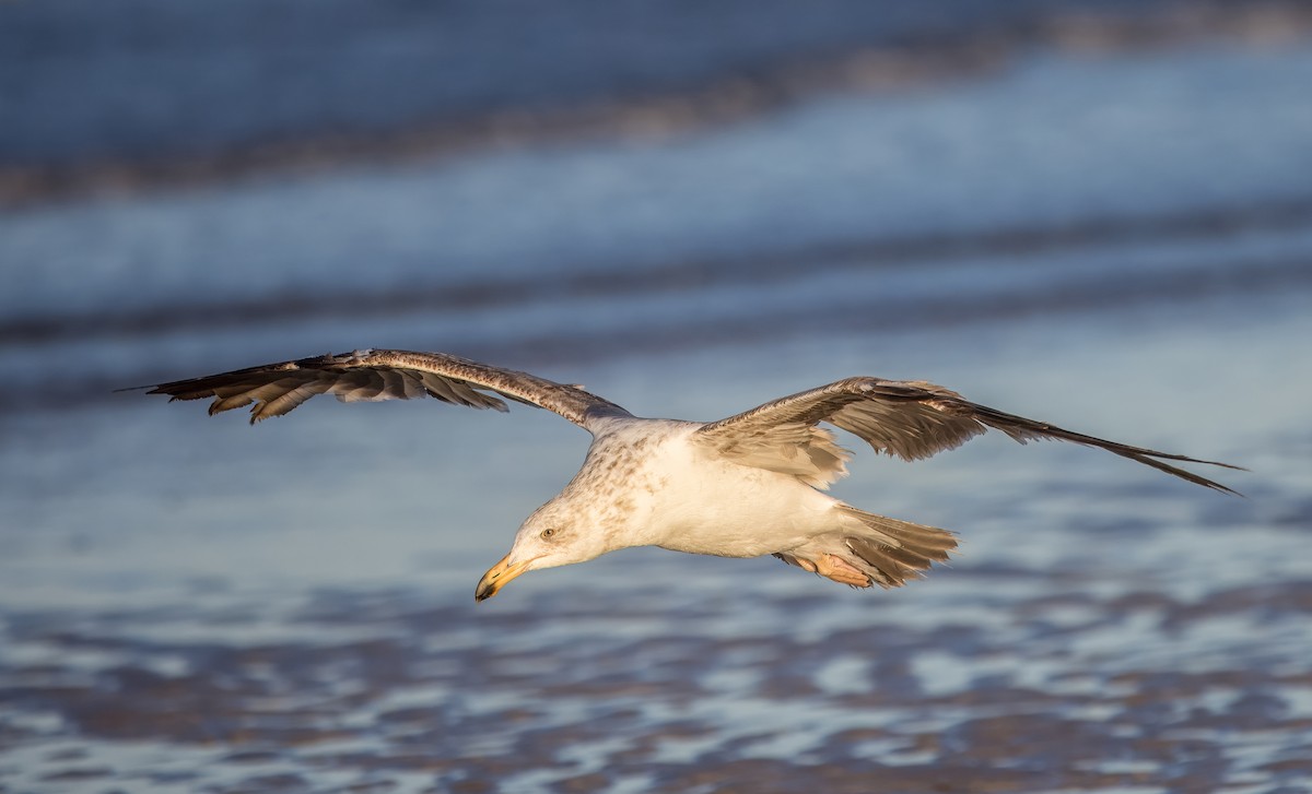Yellow-footed Gull - ML637229229
