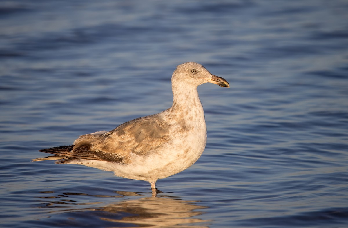 Yellow-footed Gull - ML637229231
