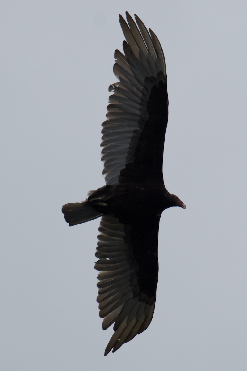 Turkey Vulture - ML637229235