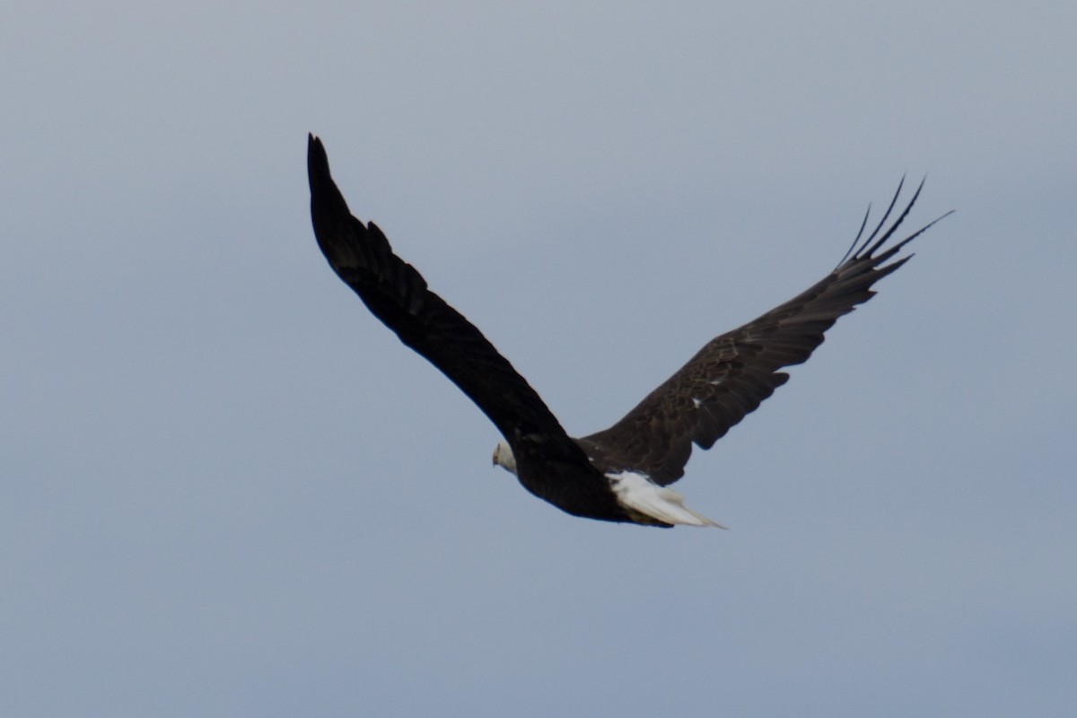 Bald Eagle - ML637229261
