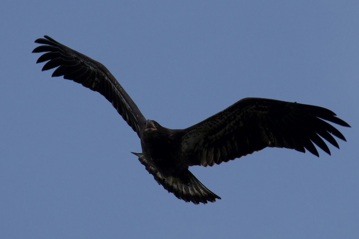 Bald Eagle - ML637229263