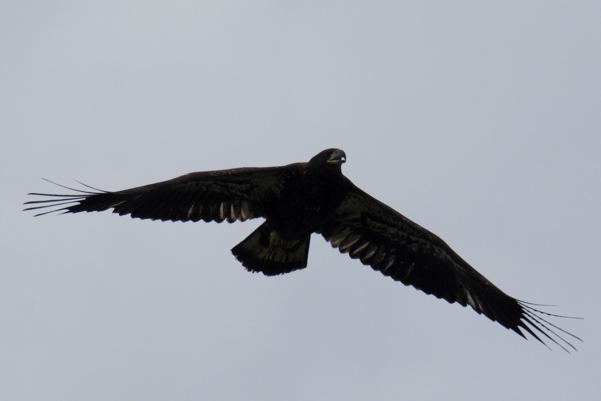 Bald Eagle - ML637229264
