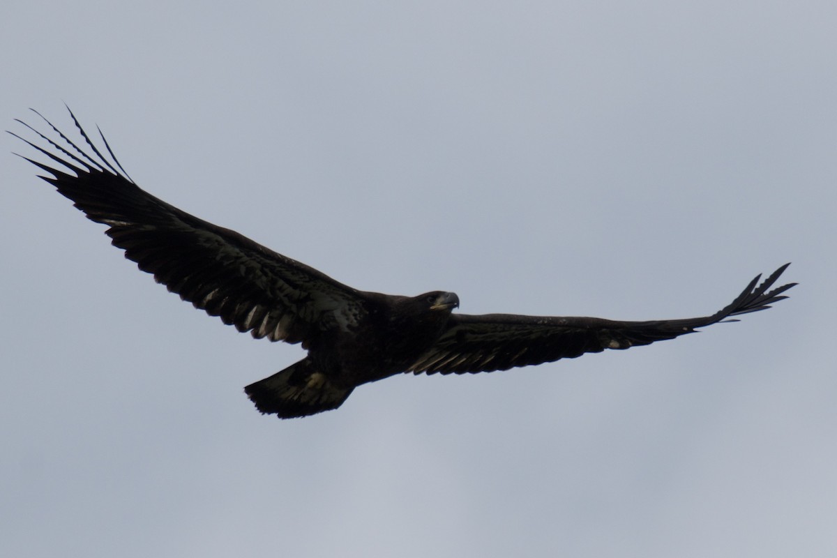 Bald Eagle - ML637229265