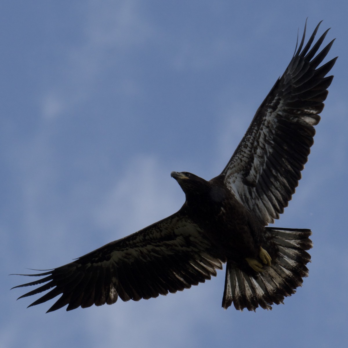 Bald Eagle - ML637229266