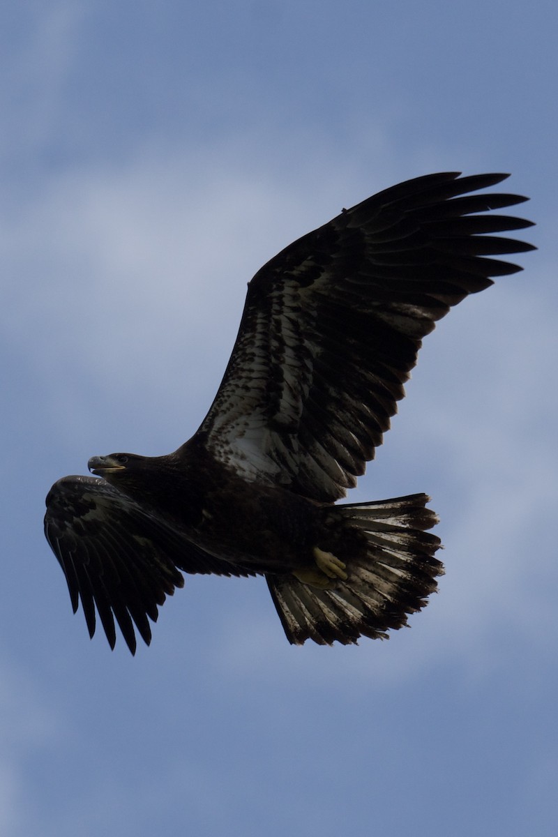 Bald Eagle - ML637229267