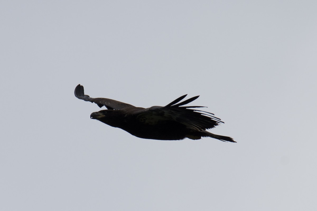 Bald Eagle - ML637229268