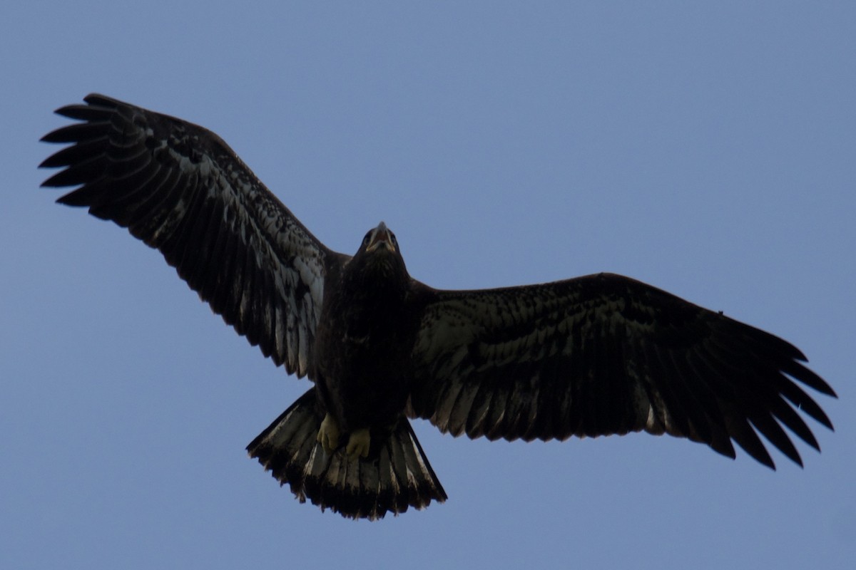 Bald Eagle - ML637229269