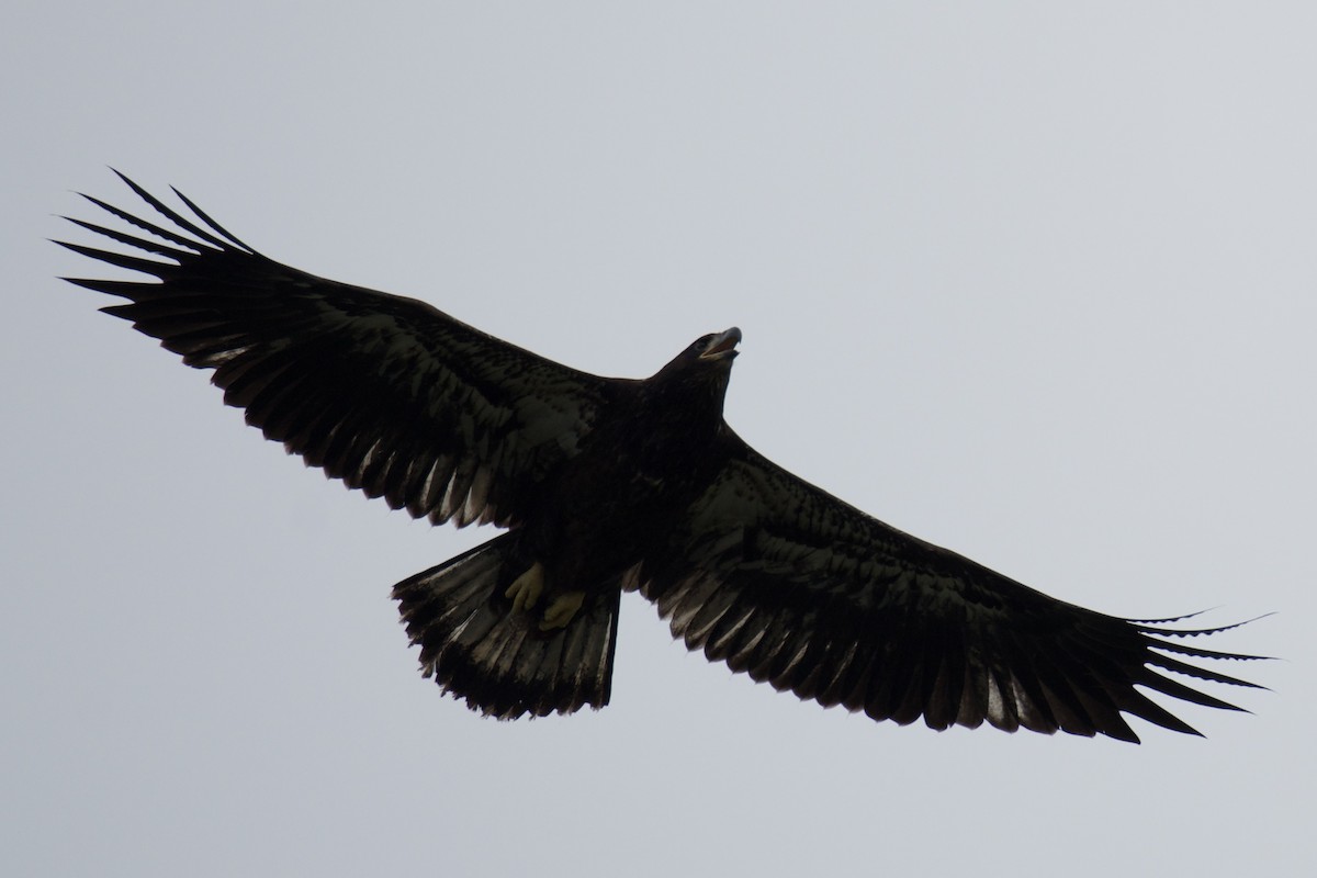 Bald Eagle - ML637229270